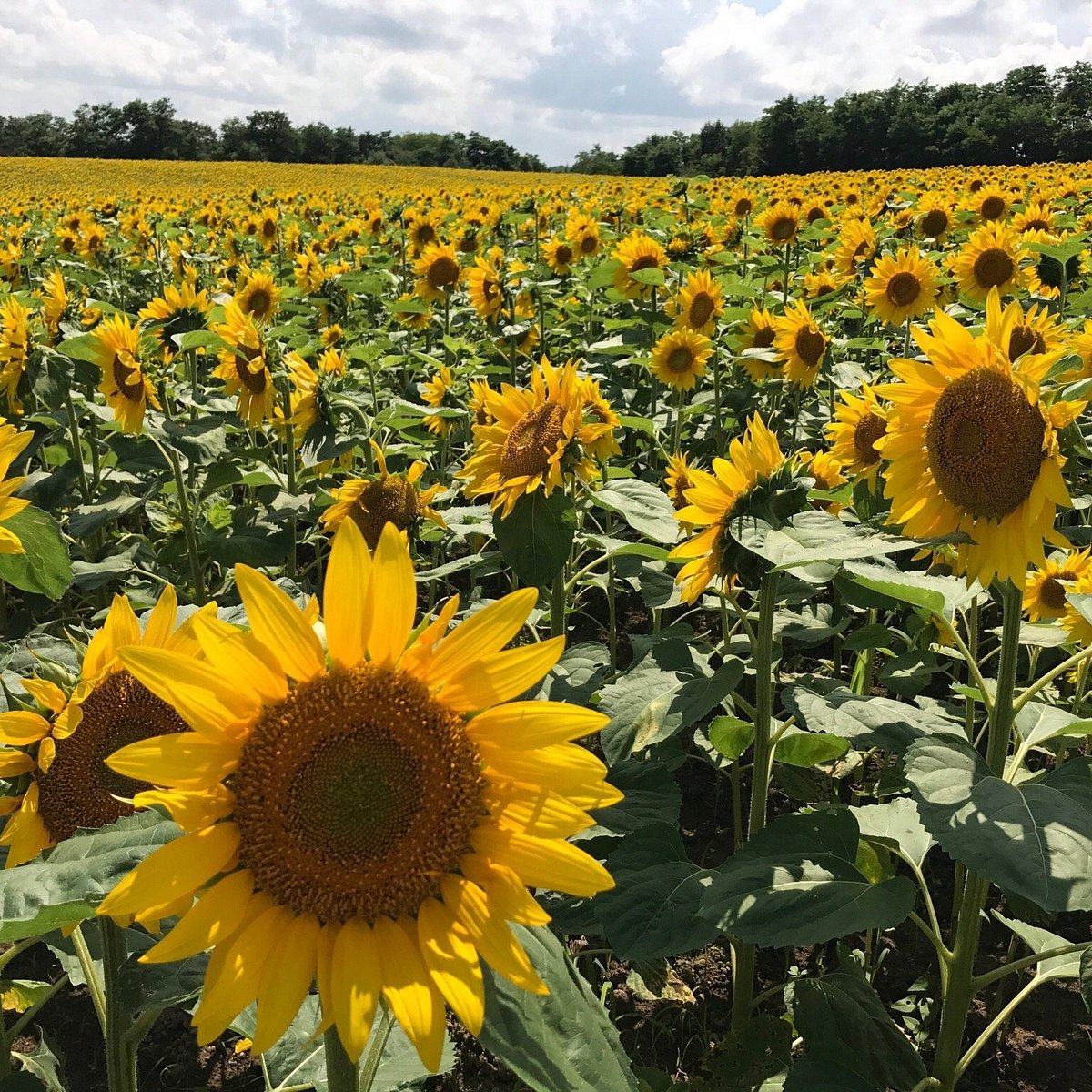 ♨️ 해바라기 공원 호쿠류 온천(선플라워 파크 호쿠류 온천) 이미지 1